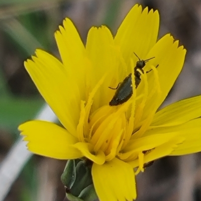 Dasytinae (subfamily) (Soft-winged flower beetle) at Crace Grasslands - 23 Mar 2024 by MiaThurgate