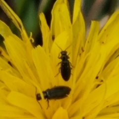 Dasytinae (subfamily) at Crace Grassland (CR_2) - 23 Mar 2024 12:58 PM