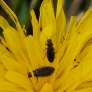 Dasytinae (subfamily) at Crace Grassland (CR_2) - 23 Mar 2024 12:58 PM