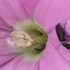 Dasytinae (subfamily) at Crace Grassland (CR_2) - 23 Mar 2024