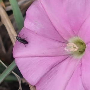 Dasytinae (subfamily) at Crace Grassland (CR_2) - 23 Mar 2024 12:58 PM