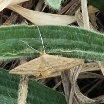 Scopula rubraria (Reddish Wave, Plantain Moth) at Mitchell, ACT - 23 Mar 2024 by MiaThurgate