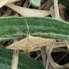 Scopula rubraria (Reddish Wave, Plantain Moth) at Crace Grasslands - 23 Mar 2024 by MiaThurgate