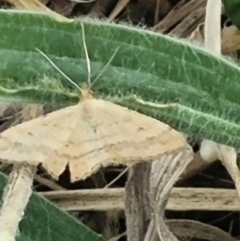 Scopula rubraria at Crace Grassland (CR_2) - 23 Mar 2024