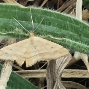 Scopula rubraria at Crace Grassland (CR_2) - 23 Mar 2024