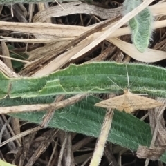 Scopula rubraria at Crace Grassland (CR_2) - 23 Mar 2024