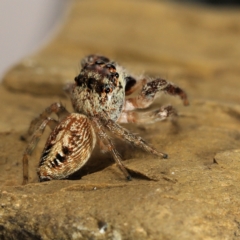 Opisthoncus grassator at Moncrieff, ACT - 28 Mar 2024