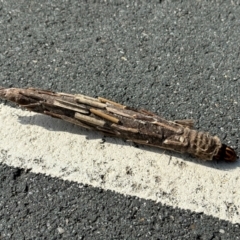 Metura elongatus (Saunders' case moth) at Ngunnawal, ACT - 31 Mar 2024 by A.Graham