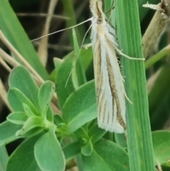 Hednota species near grammellus (Pyralid or snout moth) at Crace Grasslands - 23 Mar 2024 by MiaThurgate