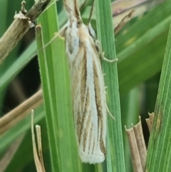 Hednota species near grammellus at Crace Grassland (CR_2) - 23 Mar 2024 12:49 PM