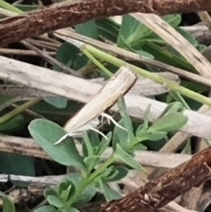 Hednota species near grammellus at Crace Grassland (CR_2) - 23 Mar 2024