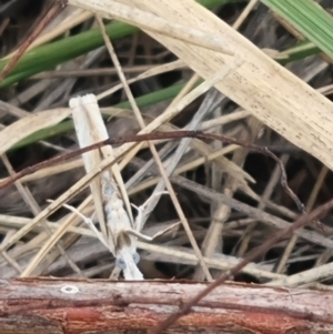 Hednota species near grammellus at Crace Grassland (CR_2) - 23 Mar 2024