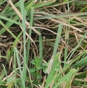 Hednota species near grammellus at Crace Grassland (CR_2) - 23 Mar 2024 12:49 PM