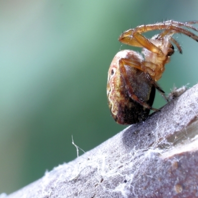 Plebs eburnus (Eastern bush orb-weaver) at Moncrieff, ACT - 31 Mar 2022 by smithga