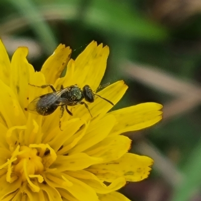 Lasioglossum (Homalictus) sphecodoides (Furrow Bee) at Mitchell, ACT - 23 Mar 2024 by MiaThurgate