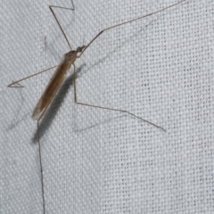 Tipulidae or Limoniidae (family) at Freshwater Creek, VIC - 11 Feb 2024 by WendyEM