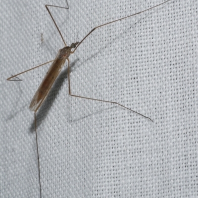 Tipulidae or Limoniidae (family) at Freshwater Creek, VIC - 11 Feb 2024 by WendyEM