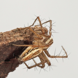 Oxyopes elegans at Amaroo, ACT - 28 Jan 2024 01:01 PM