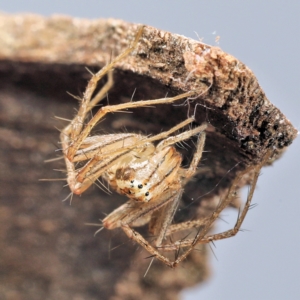 Oxyopes elegans at Amaroo, ACT - 28 Jan 2024 01:01 PM