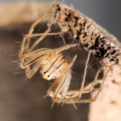 Oxyopes elegans at Amaroo, ACT - 28 Jan 2024 01:01 PM