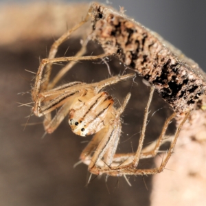 Oxyopes elegans at Amaroo, ACT - 28 Jan 2024 01:01 PM