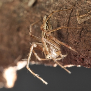 Oxyopes elegans at Amaroo, ACT - 28 Jan 2024 01:01 PM