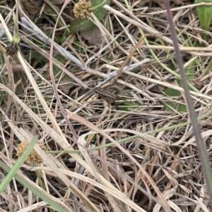 Bobilla sp. (genus) at Crace Grassland (CR_2) - 23 Mar 2024