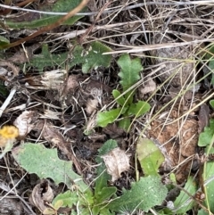 Bobilla sp. (genus) at Crace Grassland (CR_2) - 23 Mar 2024