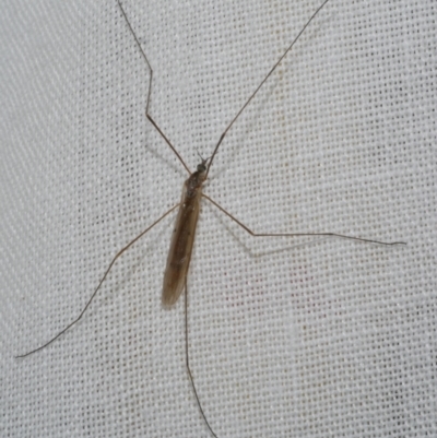 Unidentified Crane fly, midge, mosquito or gnat (several families) at Freshwater Creek, VIC - 11 Feb 2024 by WendyEM