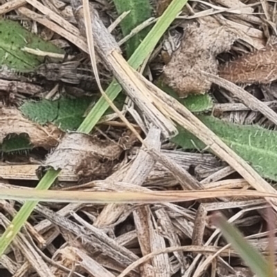 Unidentified Weevil (Curculionoidea) at Crace Grassland (CR_2) - 23 Mar 2024 by MiaThurgate