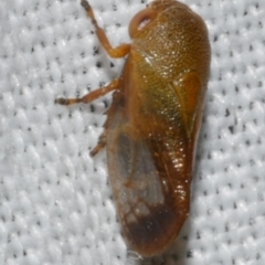 Pectinariophyes stalii (Tube Spittlebug) at WendyM's farm at Freshwater Ck. - 11 Feb 2024 by WendyEM