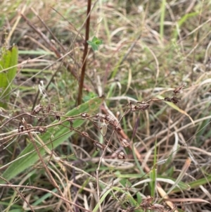 Hednota (genus) at Crace Grassland (CR_2) - 23 Mar 2024 01:08 PM