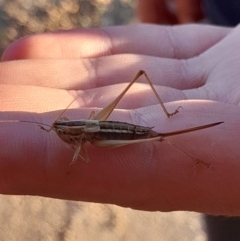 Conocephalus semivittatus (Meadow katydid) at Namadgi National Park - 30 Mar 2024 by VanceLawrence