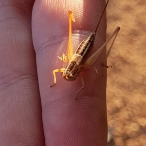 Conocephalus semivittatus at Namadgi National Park - 31 Mar 2024