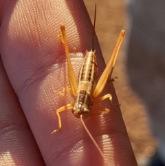 Conocephalus semivittatus at Namadgi National Park - 31 Mar 2024 07:58 AM