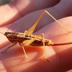 Conocephalus semivittatus at Namadgi National Park - 31 Mar 2024