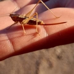 Conocephalus semivittatus at Namadgi National Park - 31 Mar 2024 07:58 AM