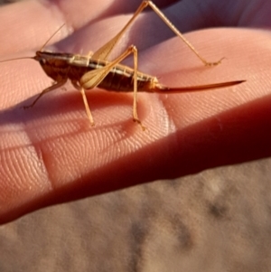 Conocephalus semivittatus at Namadgi National Park - 31 Mar 2024 07:58 AM