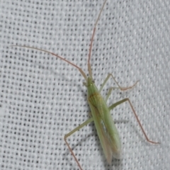 Miridae (family) (Unidentified plant bug) at Freshwater Creek, VIC - 12 Feb 2024 by WendyEM