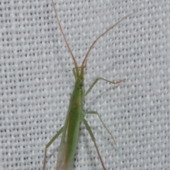 Miridae (family) at Freshwater Creek, VIC - 12 Feb 2024 01:48 AM