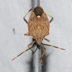 Poecilometis strigatus (Gum Tree Shield Bug) at WendyM's farm at Freshwater Ck. - 11 Feb 2024 by WendyEM
