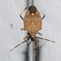 Poecilometis strigatus (Gum Tree Shield Bug) at Freshwater Creek, VIC - 12 Feb 2024 by WendyEM