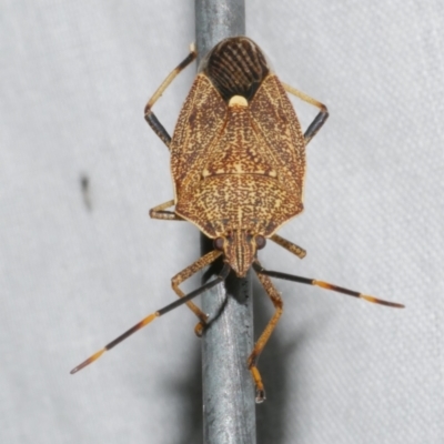 Poecilometis strigatus (Gum Tree Shield Bug) at WendyM's farm at Freshwater Ck. - 11 Feb 2024 by WendyEM