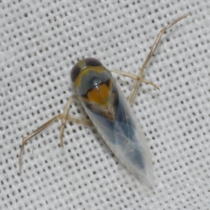 Notonectidae (family) at Freshwater Creek, VIC - 12 Feb 2024 01:32 AM