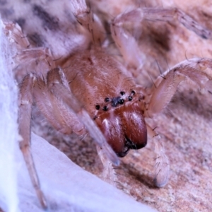 Clubionidae (family) at Moncrieff, ACT - 7 Jun 2022