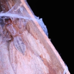 Clubionidae (family) at Moncrieff, ACT - 7 Jun 2022