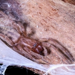 Clubionidae (family) at Moncrieff, ACT - 7 Jun 2022