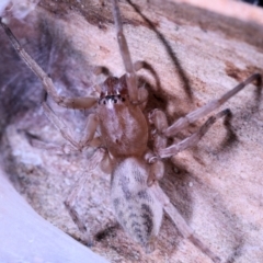 Clubionidae (family) at Moncrieff, ACT - 7 Jun 2022