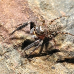 Unidentified Jumping or peacock spider (Salticidae) at Moncrieff, ACT - 2 Apr 2023 by smithga