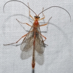 Ichneumonidae (family) at Freshwater Creek, VIC - 11 Feb 2024 by WendyEM